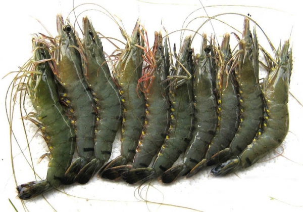 Black Tiger Prawn Frozen Prawn / Lobster English Version Selangor, Malaysia, Kuala Lumpur (KL), Seri Kembangan Supplier, Supply, Wholesaler, Retailer | C H Seah Fishery