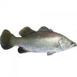 Ikan Siakap Ikan Sejuk Beku/Segar Versi Malay Selangor, Malaysia, Kuala Lumpur (KL), Seri Kembangan Supplier, Supply, Wholesaler, Retailer | C H Seah Fishery