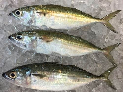 Ikan Kembong  Ikan Sejuk Beku/Segar Versi Malay Selangor, Malaysia, Kuala Lumpur (KL), Seri Kembangan Supplier, Supply, Wholesaler, Retailer | C H Seah Fishery