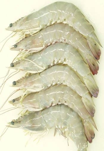 Udang Laut Udang Beku Versi Malay Selangor, Malaysia, Kuala Lumpur (KL), Seri Kembangan Supplier, Supply, Wholesaler, Retailer | C H Seah Fishery