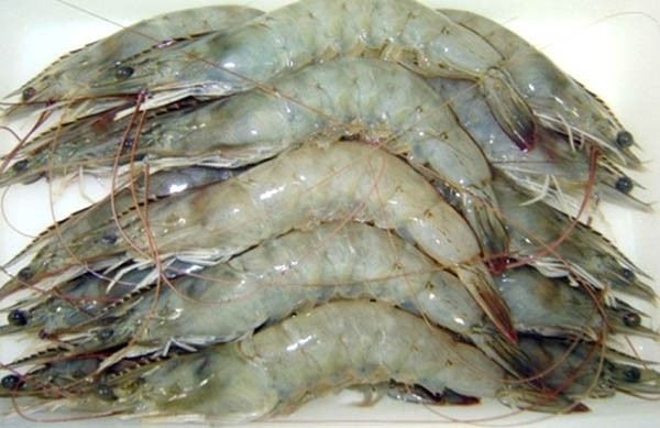 Udang Vannamei  Udang Beku Versi Malay Selangor, Malaysia, Kuala Lumpur (KL), Seri Kembangan Supplier, Supply, Wholesaler, Retailer | C H Seah Fishery