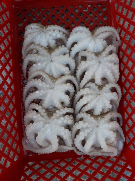 Baby Octopus 30/50 Frozen Octopus English Version Selangor, Malaysia, Kuala Lumpur (KL), Seri Kembangan Supplier, Supply, Wholesaler, Retailer | C H Seah Fishery