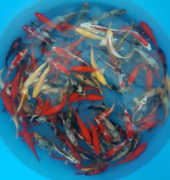 More Beni koi (full red) and Shiro Utsuri (Black and white) Koi Johor Bahru (JB), Malaysia Supply Supplier Suppliers | Kohaku Koi House Sdn Bhd