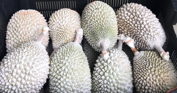 Musang King ԭ    Supplier, Suppliers, Supply, Supplies | SunFresh Fruit Hub Sdn Bhd