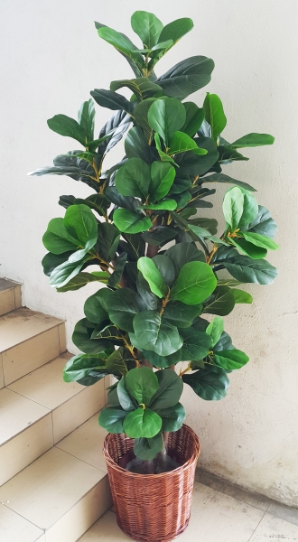 5 Ft Ficus Lyrata (FS001) NEW Artificial Plant (Sell & Rent) Kuala Lumpur (KL), Selangor, Malaysia Supplier, Suppliers, Supply, Supplies | Shirley Florist