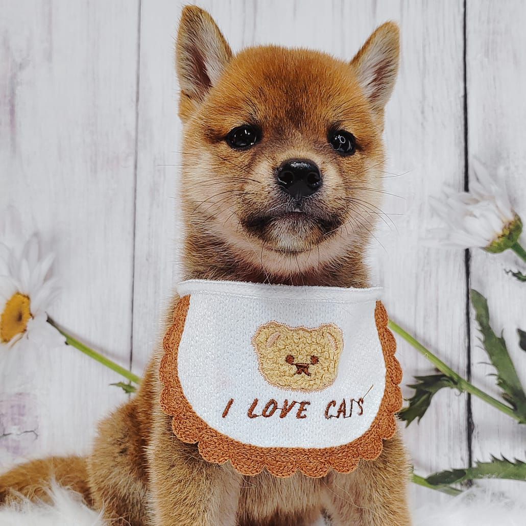 Shiba Inu 柴犬