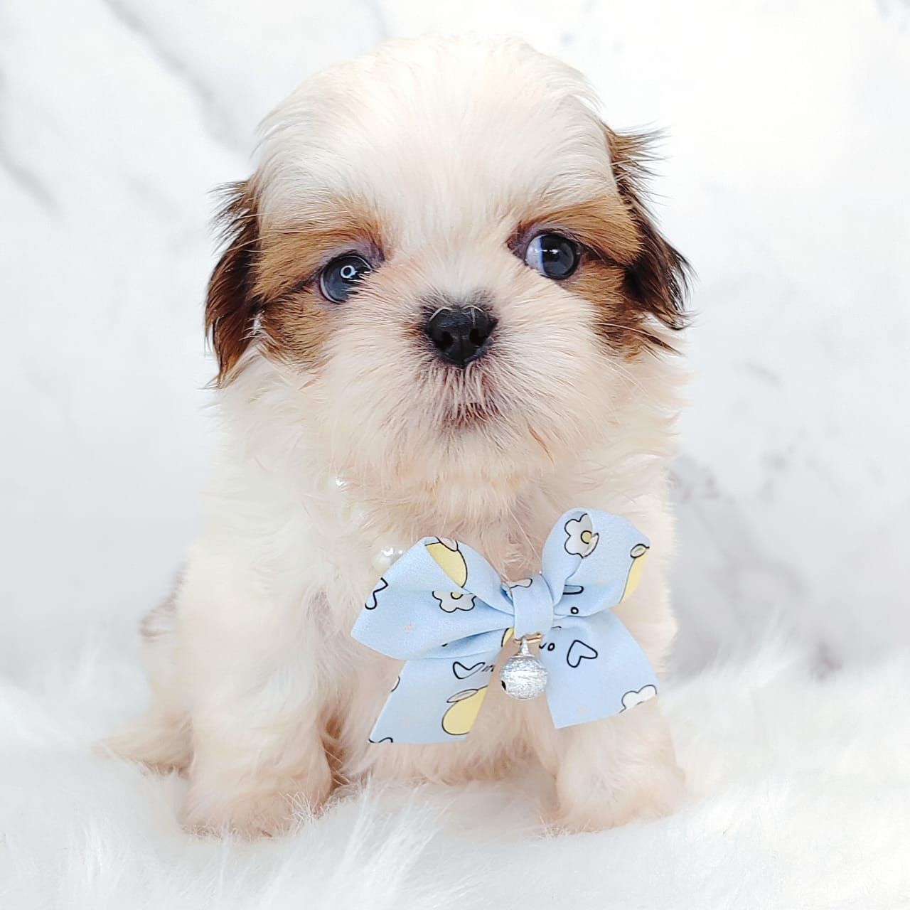 Shih Tzu 西施