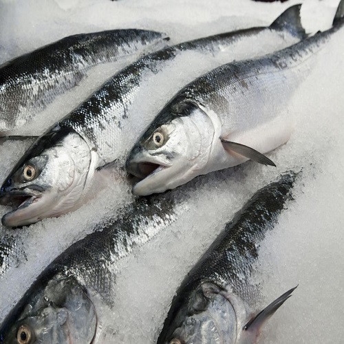 Frozen Salmon Fish Selangor, Malaysia, Kuala Lumpur (KL), Batu Caves Supplier, Suppliers, Supply, Supplies | G DAILY SUPPLY SDN BHD