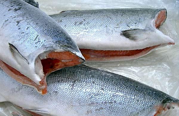 Frozen COHO Salmon HG Fish Selangor, Malaysia, Kuala Lumpur (KL), Batu Caves Supplier, Suppliers, Supply, Supplies | G DAILY SUPPLY SDN BHD