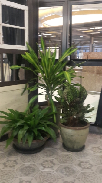  Real Potted Plants Interior Landscaping Ideas Selangor, Malaysia, Kuala Lumpur (KL), Subang Jaya Services | Floral-s Enterprise