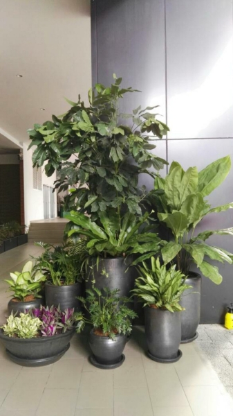  Real Potted Plants Interior Landscaping Ideas Selangor, Malaysia, Kuala Lumpur (KL), Subang Jaya Services | Floral-s Enterprise