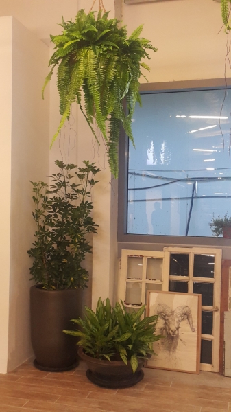  Real Potted Plants Interior Landscaping Ideas Selangor, Malaysia, Kuala Lumpur (KL), Subang Jaya Services | Floral-s Enterprise