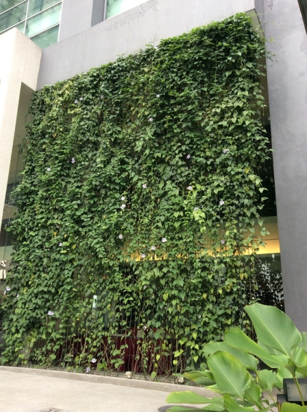  Real Greenwall Exterior Landscaping Ideas Selangor, Malaysia, Kuala Lumpur (KL), Subang Jaya Services | Floral-s Enterprise