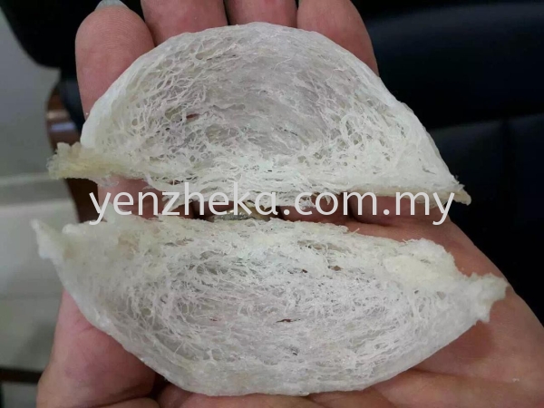 ԭյ3A    Supplier, Suppliers, Supply, Supplies | Yenzheka Birdnests Shop (Asia) Sdn Bhd