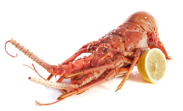 Rock Lobster Shell Fish Kuala Lumpur (KL), Malaysia, Selangor, Rawang Supplier, Wholesaler, Supply, Supplies | Starlicious Sdn Bhd