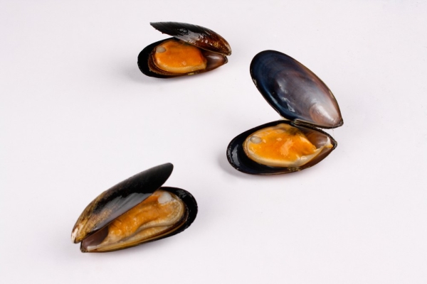 Full Shell Black Mussel Shell Fish Kuala Lumpur (KL), Malaysia, Selangor, Rawang Supplier, Wholesaler, Supply, Supplies | Starlicious Sdn Bhd