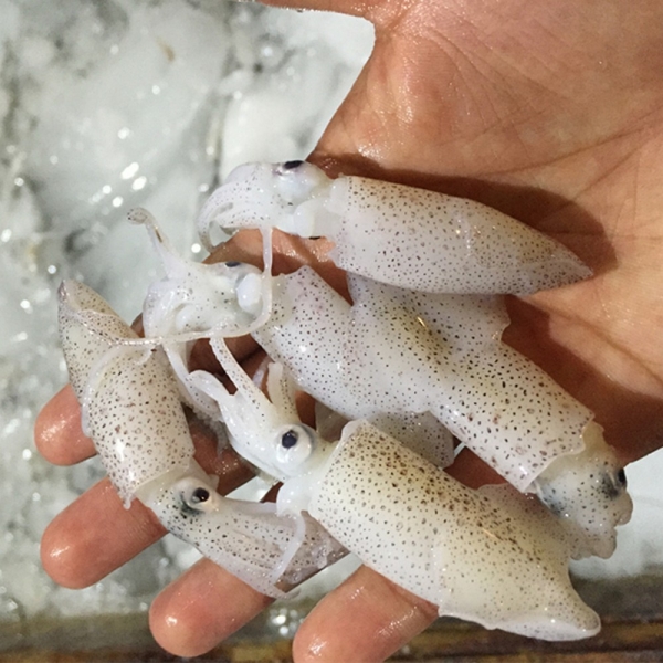 Baby Squid Squid Kuala Lumpur (KL), Malaysia, Selangor, Rawang Supplier, Wholesaler, Supply, Supplies | Starlicious Sdn Bhd