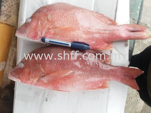 Red Fish / Ikan Merah