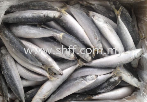 Sardin Hitam  Frozen Fish Selangor, Malaysia, Kuala Lumpur (KL), Klang Supplier, Importer, Supply, Supplies | Soon Huat Frozen Food Sdn Bhd
