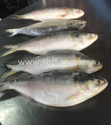 Hilsa / Ikan Terubuk