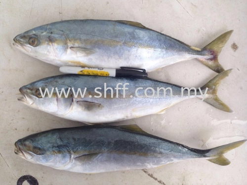 Yellow Tail / Ikan Pisang 