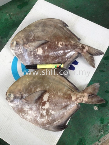 Chinese Pomfret / Bawal Tambak