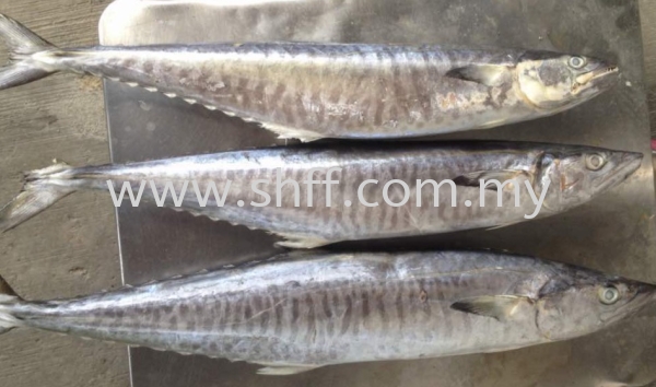 King Fish / Tenggiri Batang  Frozen Fish Selangor, Malaysia, Kuala Lumpur (KL), Klang Supplier, Importer, Supply, Supplies | Soon Huat Frozen Food Sdn Bhd