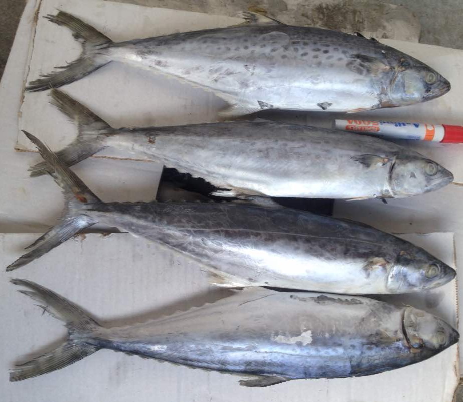 Spotted Mackerel / Tenggiri Bunga 