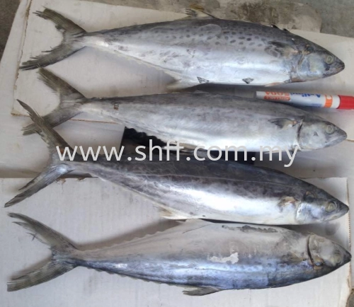 Spotted Mackerel / Tenggiri Bunga 