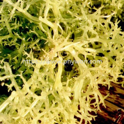 Carrageenan Texturant Malaysia, Selangor, Kuala Lumpur (KL), Shah Alam Manufacturer, Supplier, Supply, Supplies | Phywon System Ingredient Sdn Bhd