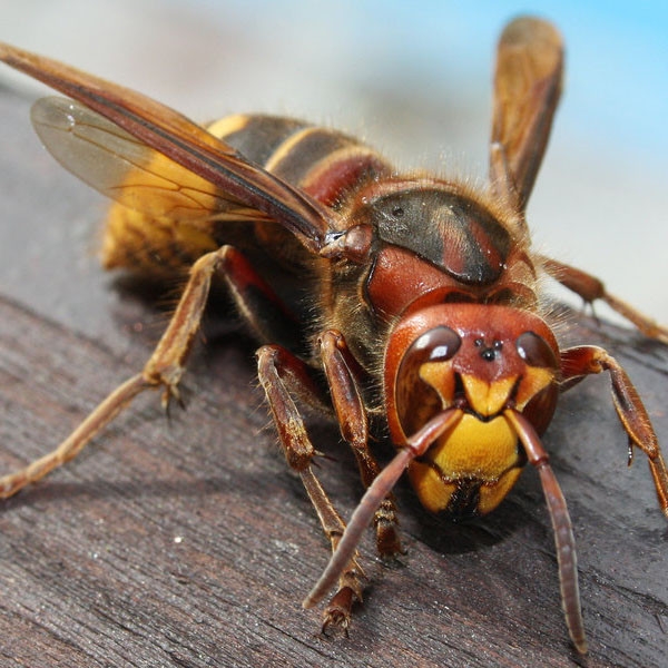 Bees Control Bees Control Johor Bahru (JB), Malaysia, Pasir Gudang Services, Specialists, Experts | Inspirasi Azimat Enterprise