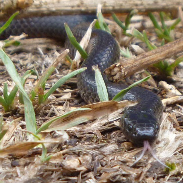 Snakes Control Snakes Control Johor Bahru (JB), Malaysia, Pasir Gudang Services, Specialists, Experts | Inspirasi Azimat Enterprise