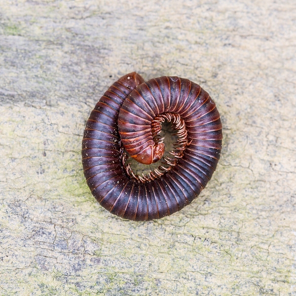 Millipedes Control Millipedes Control Johor Bahru (JB), Malaysia, Pasir Gudang Services, Specialists, Experts | Inspirasi Azimat Enterprise