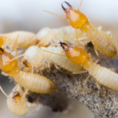 Termite Control