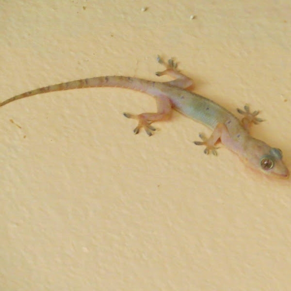 House Lizards Control House Lizards Control Johor Bahru (JB), Malaysia, Pasir Gudang Services, Specialists, Experts | Inspirasi Azimat Enterprise