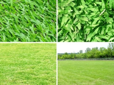 Artificial and Real Turf