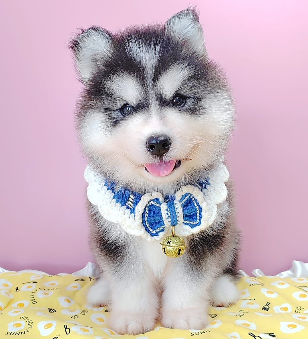 Wooly Husky 哈士奇