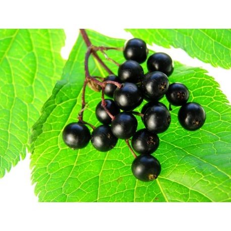 Elderberry Juice Powder