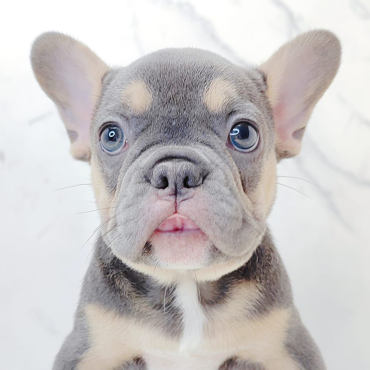 French Bulldog 法斗