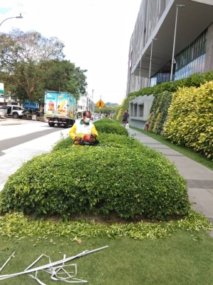 Shrub Trimming 