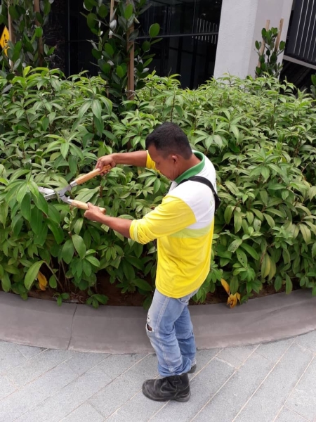 Pruning Pruning Landscape Maintenance  Kuala Lumpur (KL), Malaysia, Selangor, Johor Bahru (JB), Damansara, Bukit Indah Services, Projects | Ecogarden Landscape Sdn Bhd