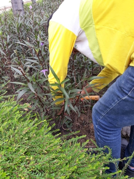 Soil Loosening Soil Loosening Landscape Maintenance  Kuala Lumpur (KL), Malaysia, Selangor, Johor Bahru (JB), Damansara, Bukit Indah Services, Projects | Ecogarden Landscape Sdn Bhd