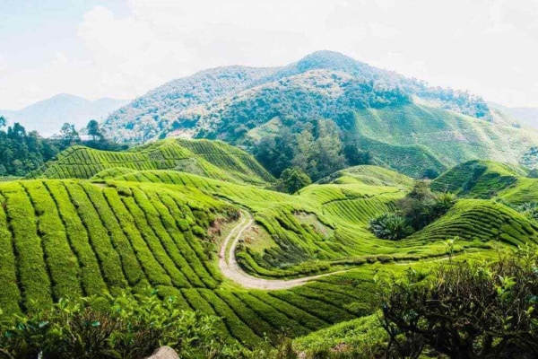 Cameron Highland Day Tour Packages Tour Packages Selangor, Malaysia, Kuala Lumpur (KL), Puchong Service | Aswinas Holidays Sdn Bhd