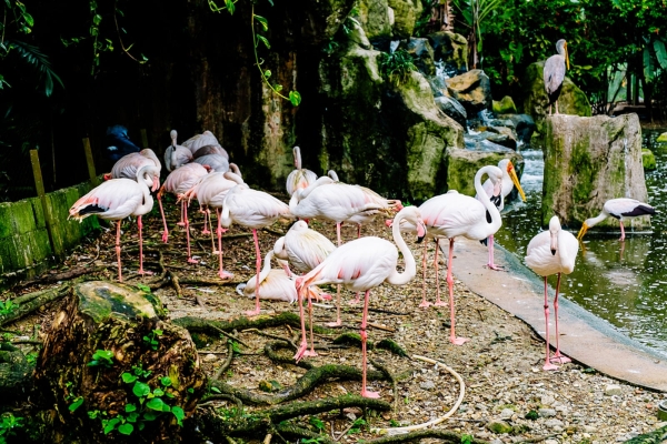 Bird Park & Lake Garden Attractions Selangor, Malaysia, Kuala Lumpur (KL), Puchong Service | Aswinas Holidays Sdn Bhd