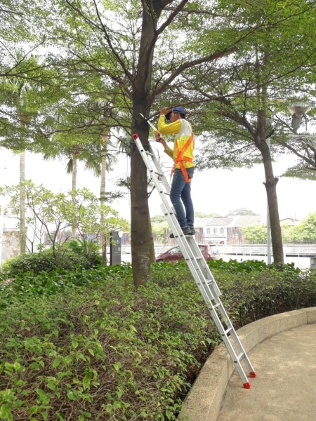 Tree Trimming Tree Trimming Landscape Maintenance  Kuala Lumpur (KL), Malaysia, Selangor, Johor Bahru (JB), Damansara, Bukit Indah Services, Projects | Ecogarden Landscape Sdn Bhd