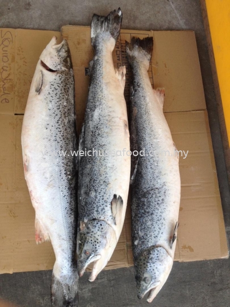 Salmon Fish Frozen Fish Selangor, Malaysia, Kuala Lumpur (KL), Klang Supplier, Suppliers, Supply, Supplies | Wei Chu Seafood Supply Trading Sdn Bhd