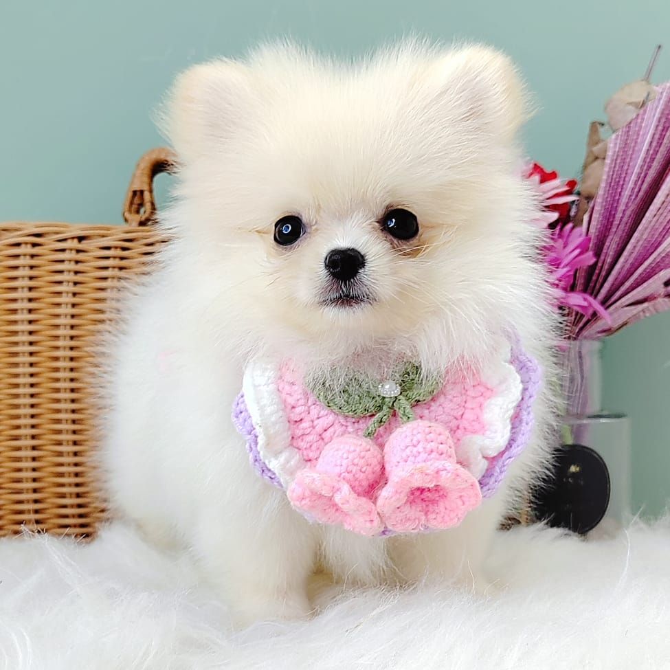 Pomeranian 博美