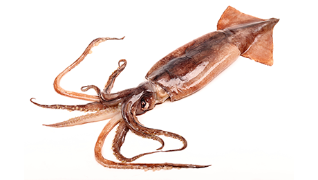 Squid Argentina Squid Frozen Seafood Selangor, Malaysia, Kuala Lumpur (KL), Batu Caves Supplier, Suppliers, Supply, Supplies | Ptwo Marketing Sdn Bhd