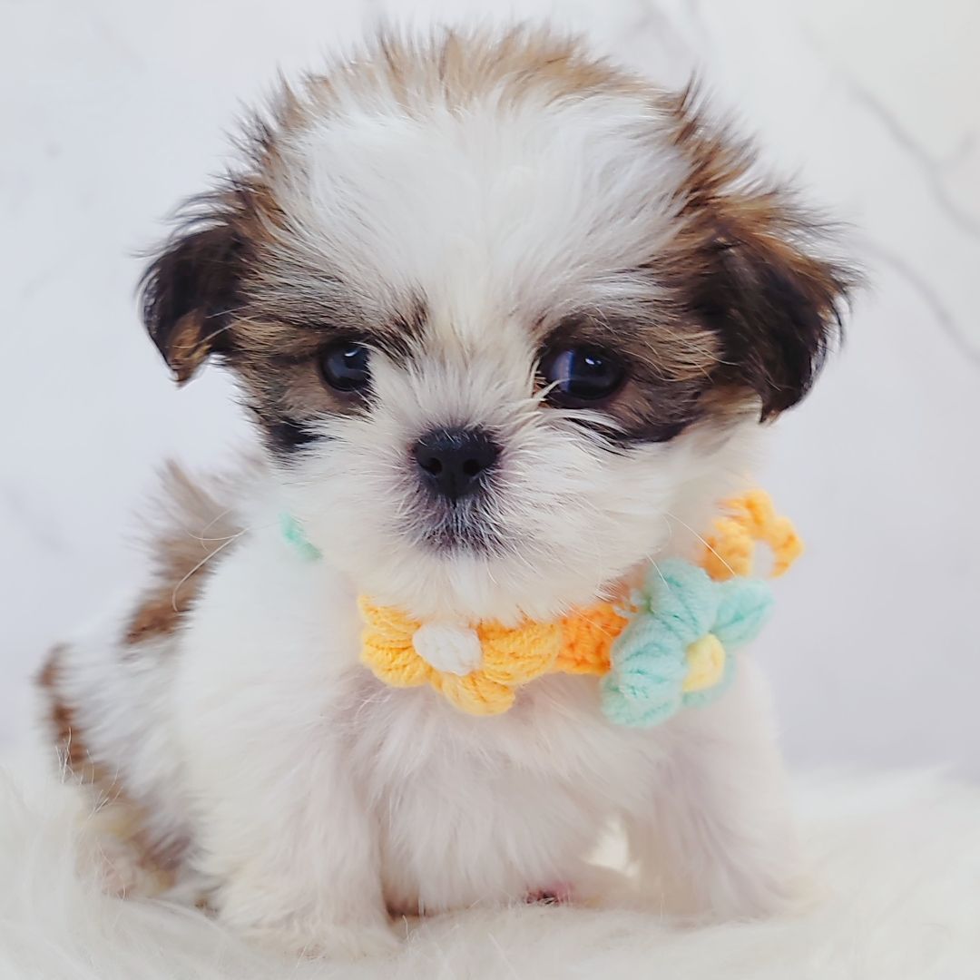 Shih Tzu 西施