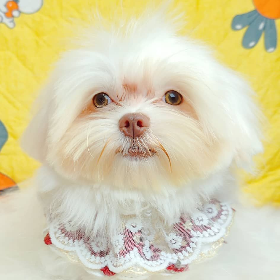 Maltese 马尔济斯